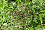 Elderberry